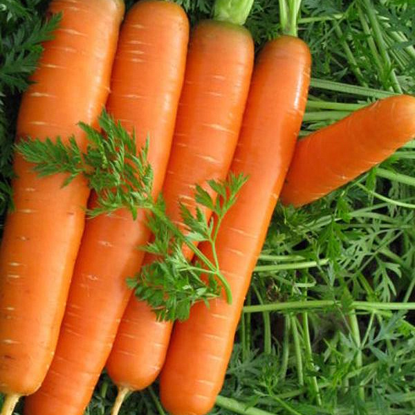 Морковь Осенний король фото 3 