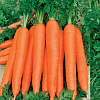Морковь Осенний король фото 2 